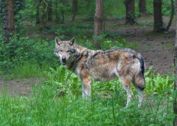 wolf