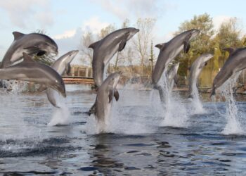 Dolfinarium