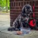 Hond Hoorn vergeten supermarkt