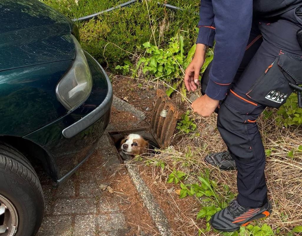 Hondje gered uit diepe open put na vermissing