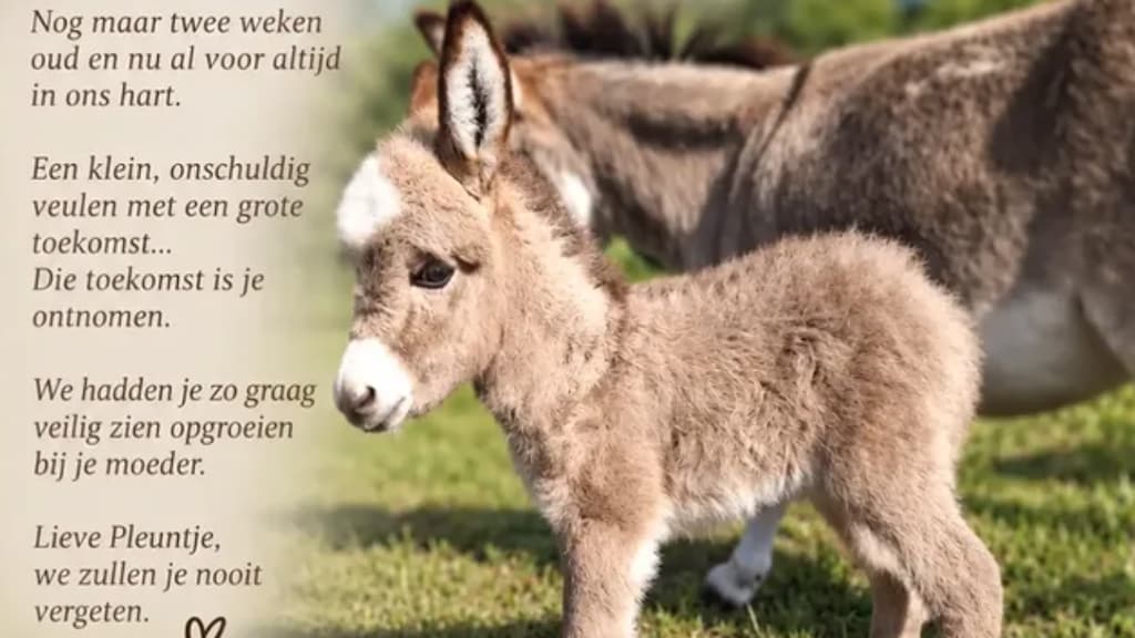 Twee weken oud ezeltje Pleuntje doodgeschoten teruggevonden na mysterieuze verdwijning